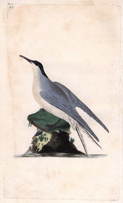 Közönséges csér. Sterna hirundo. Edward Donovan (1768-1837) rézmetsze, megjelent a Natural History of British Birds, Londonban alkotó: Edward Donovan