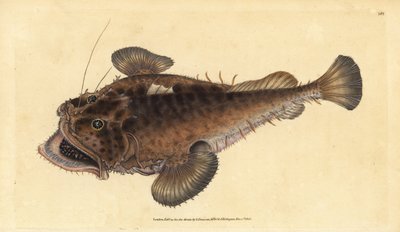 Közönséges horgászhal, Lophius piscatorius. Kézzel színezett rézlemez, amelyet Edward Donovan rajzolt és metszett a British Fishes, Donovan and F.C. Natural History of British Fishes című művéből. és J. Rivington, London alkotó: Edward Donovan