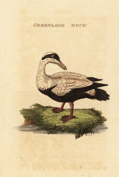Közönséges pehely, Somateria alkotó: Edward Donovan