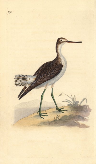 Közönséges zöldszár, Tringa nebularia. Kézi színű rézlemez, amelyet Edward Donovan rajzolt és metszett a saját Londoni „British Birds természettörténetéből” alkotó: Edward Donovan