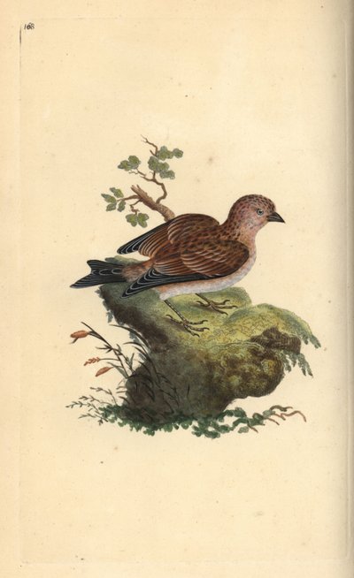 Közönséges szürke vászon, Carduelis cannabina. Kézi színű rézlemez, amelyet Edward Donovan rajzolt és metszett a saját Londoni „British Birds természettörténetéből” alkotó: Edward Donovan