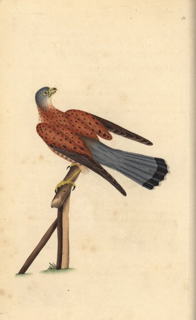 Közönséges vércse, Falco tinnunculus. Kézi színű rézlemez, amelyet Edward Donovan rajzolt és metszett a saját Londoni „British Birds természettörténetéből” alkotó: Edward Donovan