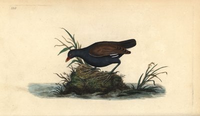 Közönséges ürge, Gallinula chloropus. Kézi színű rézlemez, amelyet Edward Donovan rajzolt és metszett a saját Londoni „British Birds természettörténetéből” alkotó: Edward Donovan