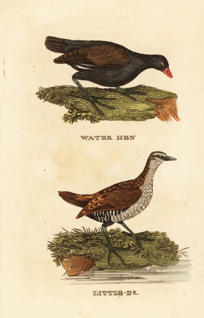 Közönséges ürge, Gallinula chloropus és foltos rétis, Porzana porzana alkotó: Edward Donovan