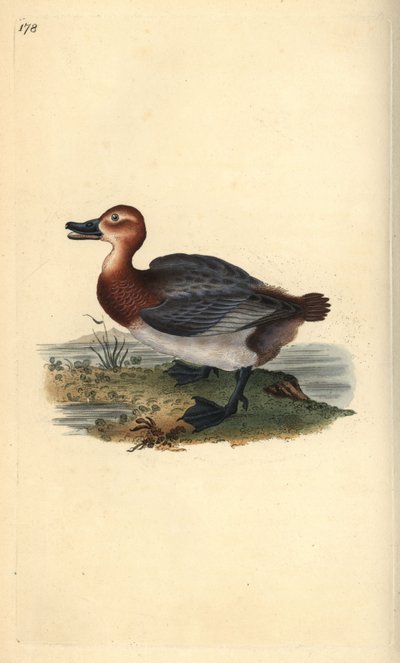 Közönséges pochard vagy vörösfejű gyöngyvirág, Aythra ferina (nőstény). Kézi színű rézlemez, amelyet Edward Donovan rajzolt és metszett a saját Londoni „British Birds természettörténetéből” alkotó: Edward Donovan