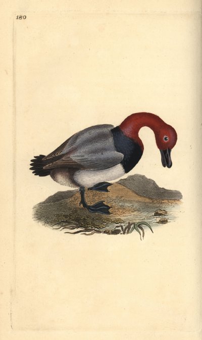 Közönséges pochard vagy vörösfejű rózsa, Aythra ferina (hím). Kézi színű rézlemez, amelyet Edward Donovan rajzolt és metszett a saját Londoni „British Birds természettörténetéből” alkotó: Edward Donovan