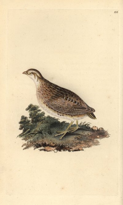Közönséges fürj, Coturnix coturnix. Kézzel színezett rézlemez, amelyet Edward Donovan rajzolt és metszett a saját „Britan madarak természettörténetéből” (1794-1819). Edward Donovan (1768-1837) angol-ír amatőr zoológus, író, művész és metsző. Írt alkotó: Edward Donovan