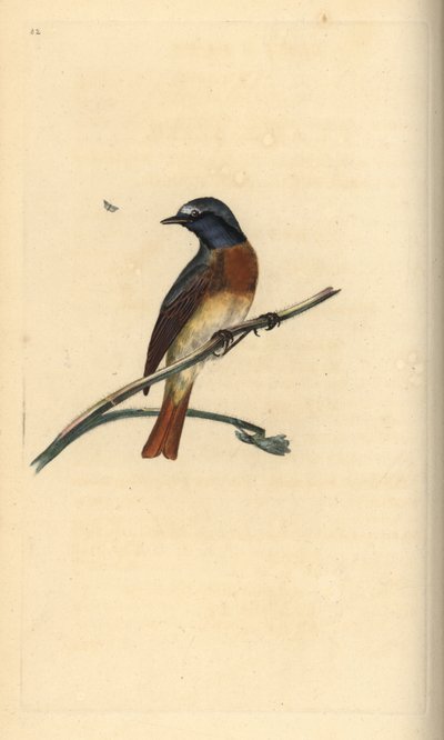 Közönséges vörös szárú, Phoenicurus phoenicurus. Kézi színű rézlemez, amelyet Edward Donovan rajzolt és metszett a saját Londoni „British Birds természettörténetéből” alkotó: Edward Donovan