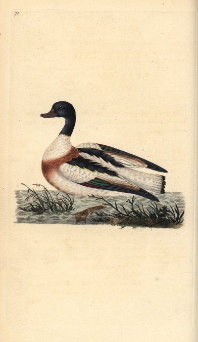 Közönséges kagyló, Tadorna tadorna. Kézi színű rézlemez, amelyet Edward Donovan rajzolt és metszett a saját Londoni „British Birds természettörténetéből” alkotó: Edward Donovan