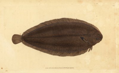 Közönséges nyelv vagy Dover talp, Solea solea (Pleuronectes solea). Kézzel színezett rézlemez, amelyet Edward Donovan rajzolt és metszett a British Fishes, Donovan and F.C. Natural History of British Fishes című művéből. és J. Rivington, London alkotó: Edward Donovan