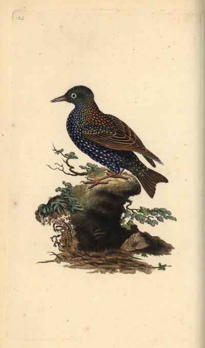 Közönséges seregély, Sturnus vulgaris. Kézi színű rézlemez, amelyet Edward Donovan rajzolt és metszett a saját Londoni „British Birds természettörténetéből” alkotó: Edward Donovan