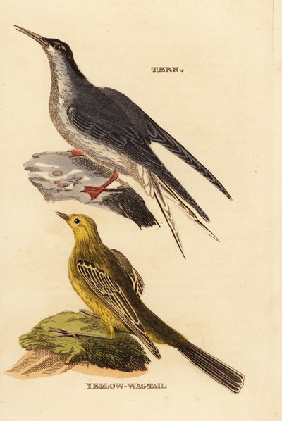 Common Turn, Sterna
