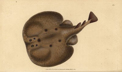 Közönséges torpedó vagy szemű elektromos sugár, Raja torpedó. Kézzel színezett rézlemez, amelyet Edward Donovan rajzolt és metszett a British Fishes, Donovan and F.C. Natural History of British Fishes című művéből. és J. Rivington, London alkotó: Edward Donovan