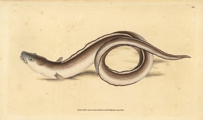 Conger angolna, Muraena conger. Kézzel színezett rézlemez, amelyet Edward Donovan rajzolt és metszett a British Fishes, Donovan and F.C. Natural History of British Fishes című művéből. és J. Rivington, London alkotó: Edward Donovan