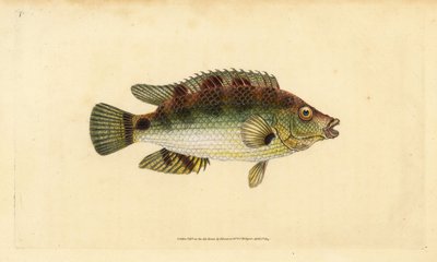 Corkwing Wrasse, Symphodus melops (Goldfinny, Labrus cornubius). Kézzel színezett rézlemez, amelyet Edward Donovan rajzolt és metszett a British Fishes, Donovan and F.C. Natural History of British Fishes című művéből. és J. Rivington, London alkotó: Edward Donovan