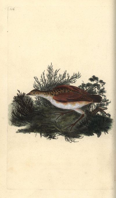 Corn crake, Crex crex. Majdnem megfenyegetve. Kézi színű rézlemez, amelyet Edward Donovan rajzolt és metszett a saját Londoni „British Birds természettörténetéből” alkotó: Edward Donovan