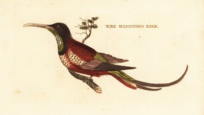 Bíbor topáz, Topaza pella alkotó: Edward Donovan