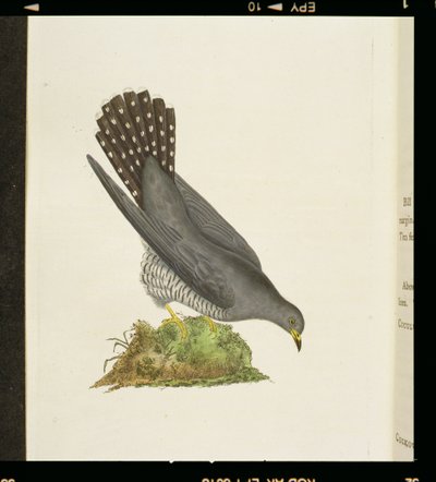 Kakukk a "The History of British Birds"-ből, 1799 alkotó: Edward Donovan