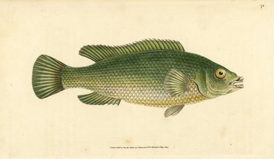 Cuckoo wrasse, Labrus mixtus (Streaked wrasse, Labrus lineatus). Kézzel színezett rézlemez, amelyet Edward Donovan rajzolt és metszett a British Fishes, Donovan and F.C. Natural History of British Fishes című művéből. és J. Rivington, London alkotó: Edward Donovan