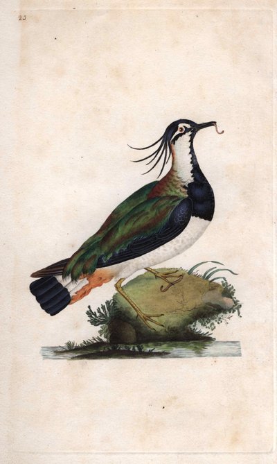 Cuppa Lapwing. Vanellus vanellus (Tringa vanellus). Edward Donovan (1768-1837) rézmetsze, megjelent a Natural History of British Birds, Londonban alkotó: Edward Donovan