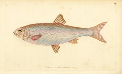 Dace, Leuciscus leuciscus (Cyprinus leuciscus). Kézzel színezett rézlemez, amelyet Edward Donovan rajzolt és metszett a British Fishes, Donovan and F.C. Natural History of British Fishes című művéből. és J. Rivington, London alkotó: Edward Donovan