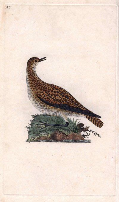 Dore lile. Pluvialis apricaria (Charadrius pluvialis). Edward Donovan (1768-1837) rézmetsze, megjelent a Natural History of British Birds, Londonban alkotó: Edward Donovan