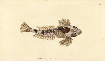 Dragonet, Callionymus lyra (Sordid dragonet, Callionymus dracunculus). Kézzel színezett rézlemez, amelyet Edward Donovan rajzolt és metszett a British Fishes, Donovan and F.C. Natural History of British Fishes című művéből. és J. Rivington, London alkotó: Edward Donovan