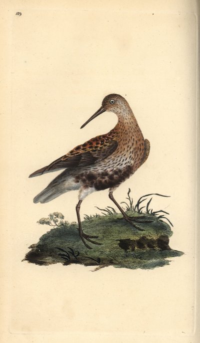 Dunlin, Calidris alpina. Kézi színű rézlemez, amelyet Edward Donovan rajzolt és metszett a saját Londoni „British Birds természettörténetéből” alkotó: Edward Donovan