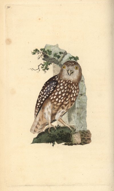 Erázsiai törpebagoly, Glaucidium passerinum. Kézi színű rézlemez, amelyet Edward Donovan rajzolt és metszett a saját Londoni „British Birds természettörténetéből” alkotó: Edward Donovan