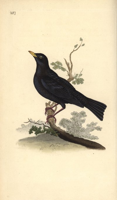 Eurázsiai feketerigó, Turdus merula. Kézi színű rézlemez, amelyet Edward Donovan rajzolt és metszett a saját Londoni „British Birds természettörténetéből” alkotó: Edward Donovan