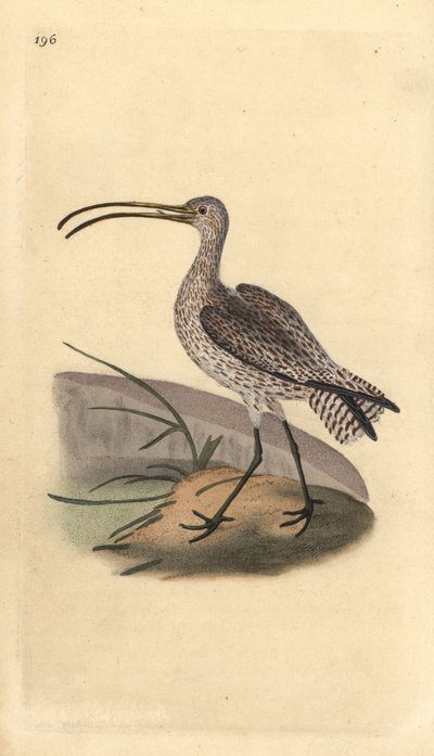 Eurázsiai göndör, Numenius arquata. Kézi színű rézlemez, amelyet Edward Donovan rajzolt és metszett a saját Londoni „British Birds természettörténetéből” alkotó: Edward Donovan