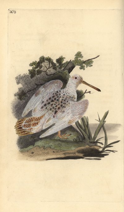 Eurázsiai fakófajd, Scolopax rusticola. Kézi rézmetszet, rajzolta és metszette Edward Donovan saját "Natural History of British Birds" című művéből, London. alkotó: Edward Donovan