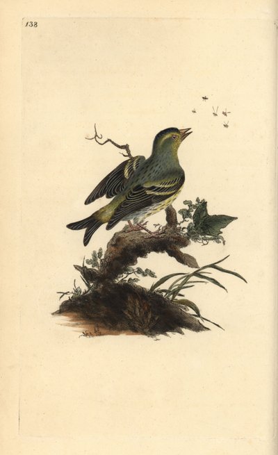 Eurázsiai siskin, Carduelis spinus. Kézi színű rézlemez, amelyet Edward Donovan rajzolt és metszett a saját Londoni „British Birds természettörténetéből” alkotó: Edward Donovan