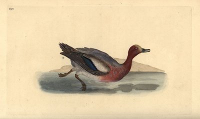 Eurázsiai wigeon, Anas penelope. Kézi színű rézlemez, amelyet Edward Donovan rajzolt és metszett a saját Londoni „British Birds természettörténetéből” alkotó: Edward Donovan