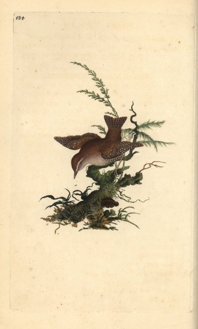 Eurázsiai wren, troglodytes troglodytes. Kézzel színezett rézlemez, amelyet Edward Donovan rajzolt és metszett a saját „Britan madarak természettörténetéből” (1794-1819). Edward Donovan (1768-1837) angol-ír amatőr zoológus, író, művész és metsző. alkotó: Edward Donovan