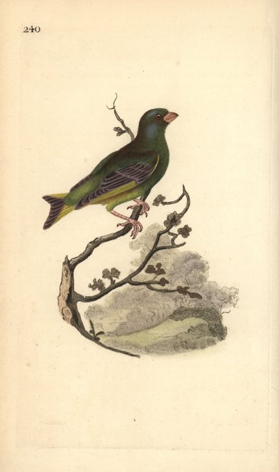 Európai zöldpinty, Carduelis chloris. Kézi színű rézlemez, amelyet Edward Donovan rajzolt és metszett a saját Londoni „British Birds természettörténetéből” alkotó: Edward Donovan