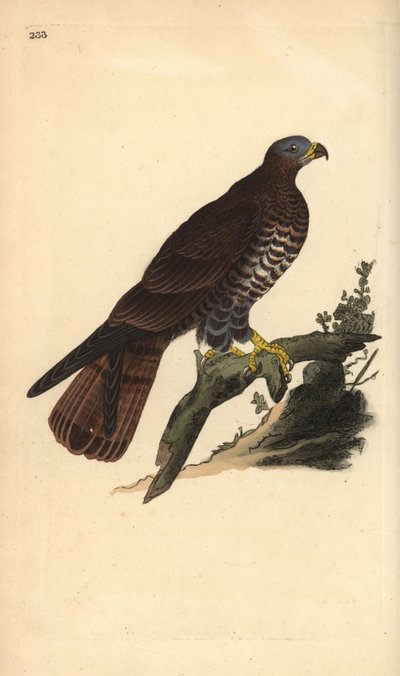 Mézes ölyv, Pernis apivorus. Kézi színű rézlemez, amelyet Edward Donovan rajzolt és metszett a saját Londoni „British Birds természettörténetéből” alkotó: Edward Donovan