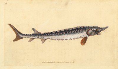európai vagy közönséges tokhal. Kritikusan veszélyeztetett. Kézzel színezett rézlemez, amelyet Edward Donovan rajzolt és metszett a British Fishes, Donovan and F.C. Natural History of British Fishes című művéből. és J. Rivington, London alkotó: Edward Donovan
