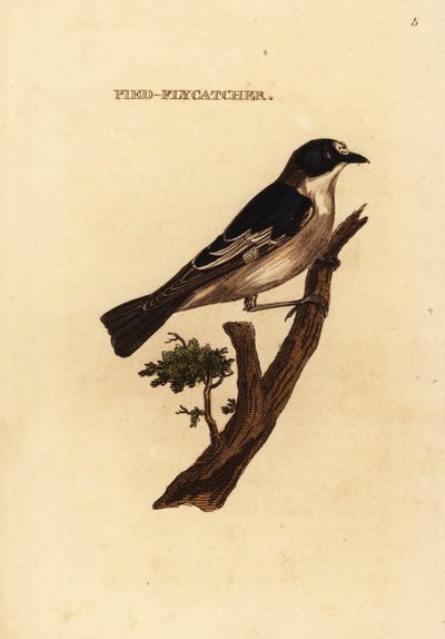 Európai lepényes légykapó, Ficedula hypoleuca alkotó: Edward Donovan