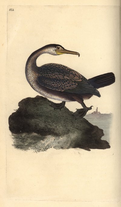Európai bozont, Phalacrocorax aristotelis. Kézi színű rézlemez, amelyet Edward Donovan rajzolt és metszett a saját Londoni „British Birds természettörténetéből” alkotó: Edward Donovan