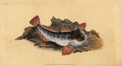 Apaskorpió vagy tengeri skorpió, Myoxocephalus scorpius (Cottus scorpius). Kézzel színezett rézlemez, amelyet Edward Donovan rajzolt és metszett a British Fishes, Donovan and F.C. Natural History of British Fishes című művéből. és J. Rivington, London alkotó: Edward Donovan