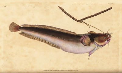 Ötszakállú ringató, Ciliata mustela (Ötszakállú tőkehal, Gadus mustela). Kézzel színezett rézlemez, amelyet Edward Donovan rajzolt és metszett a British Fishes, Donovan and F.C. Natural History of British Fishes című művéből. és J. Rivington, London alkotó: Edward Donovan