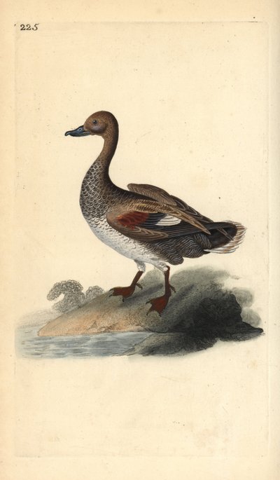 Gadwall (férfi), Anas strepera. Kézi színű rézlemez, amelyet Edward Donovan rajzolt és metszett a saját Londoni „British Birds természettörténetéből” alkotó: Edward Donovan