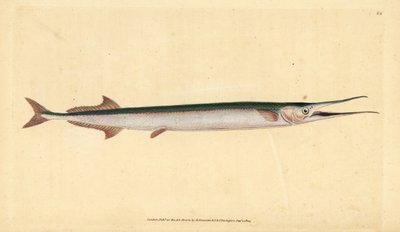 Garfish vagy tengeri tű, Belone belone (Sea pike or gar-fish, Esox belone). Kézzel színezett rézlemez, amelyet Edward Donovan rajzolt és metszett a British Fishes, Donovan and F.C. Natural History of British Fishes című művéből. és J. Rivington, London alkotó: Edward Donovan