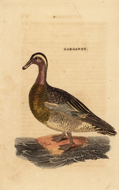 Garganey, Spatula querquedula, kis kacsa alkotó: Edward Donovan
