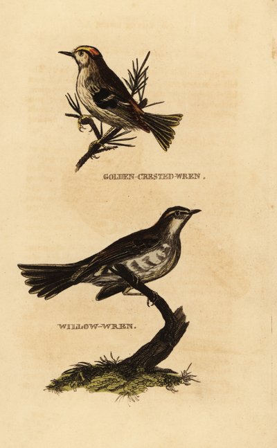Aranypehely, Regulus regulus és fűzfa poszáta, Phylloscopus trochilus alkotó: Edward Donovan