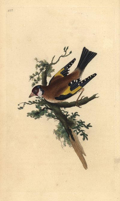Aranypinty, Carduelis carduelis. Kézi színű rézlemez, amelyet Edward Donovan rajzolt és metszett a saját Londoni „British Birds természettörténetéből” alkotó: Edward Donovan