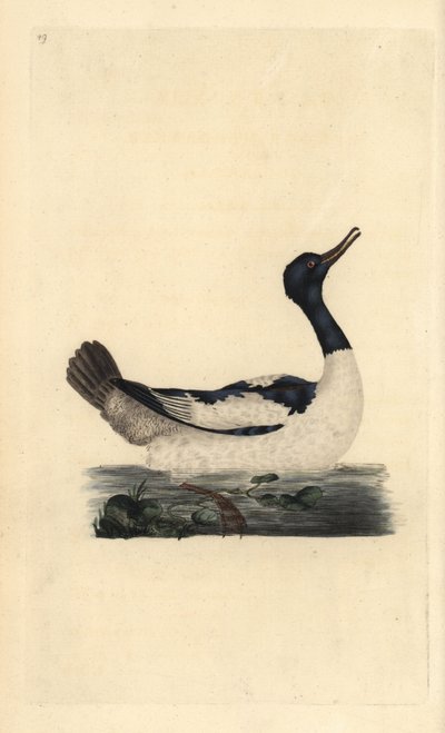 Goosander, Mergus merganser. Kézi színű rézlemez, amelyet Edward Donovan rajzolt és metszett a saját Londoni „British Birds természettörténetéből” alkotó: Edward Donovan