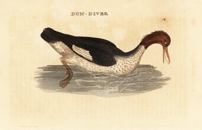 Goosander, Mergus merganser, nőstény alkotó: Edward Donovan
