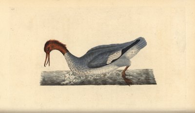 Goosander, Mergus merganser, nőstény. Kézi színű rézlemez, amelyet Edward Donovan rajzolt és metszett a saját Londoni „British Birds természettörténetéből” alkotó: Edward Donovan